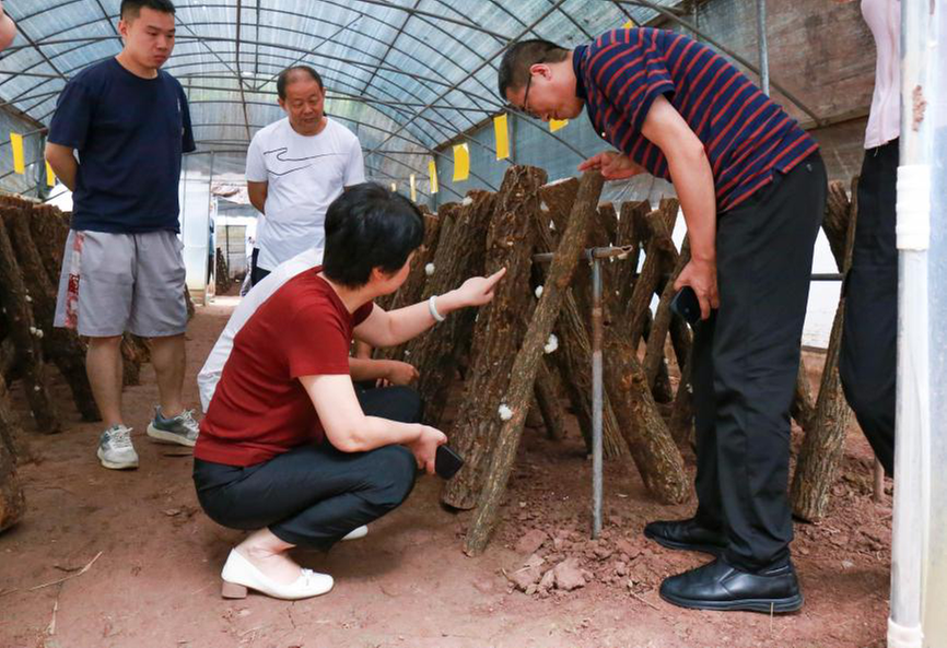 省级专家上门“问诊”  助力银耳产业发展