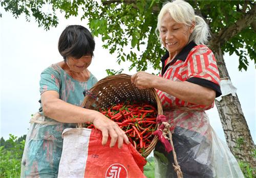 东兴区：辣椒经济助增收