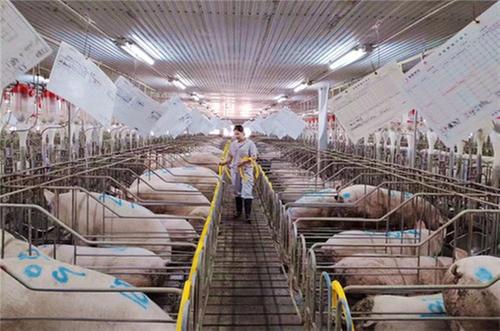 仁寿县：数字赋能 养猪更“新”