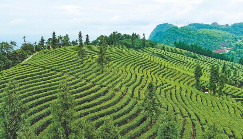 夏茶采收正当时