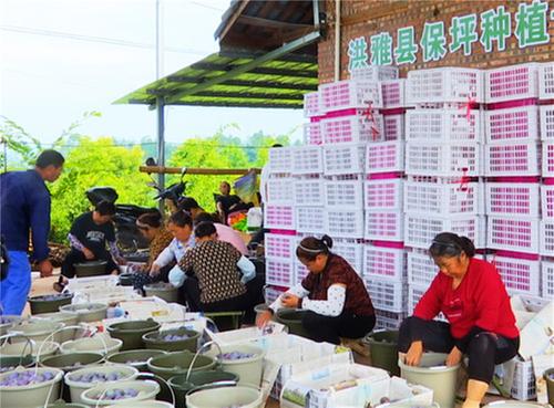 洪雅县：特色水果获丰收