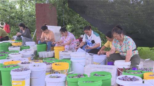 邻水县：李子成熟采摘忙 乡村振兴产业旺