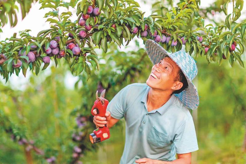 李子熟了 村民笑了