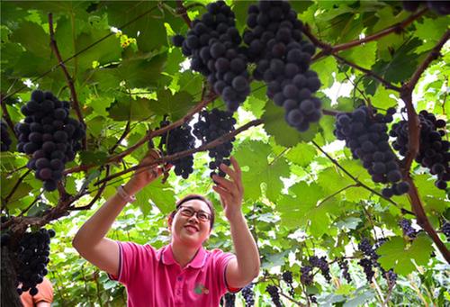 东兴区：“葡”天之下 “萄”你欢喜