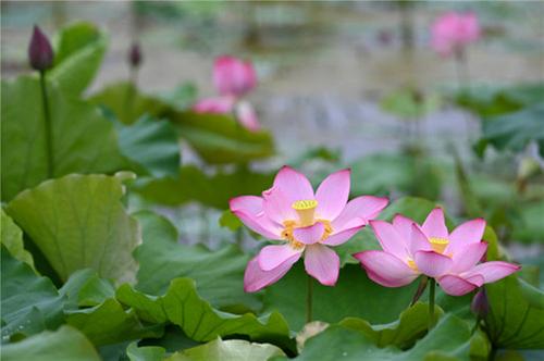 内江市：小暑荷韵
