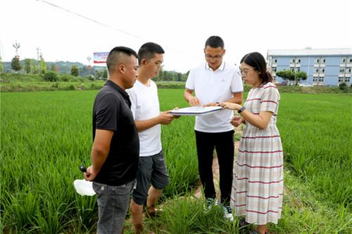 广安区：防治稻飞虱 专家开处方