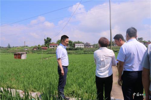内江市市中区领导调研高标准农田建设情况
