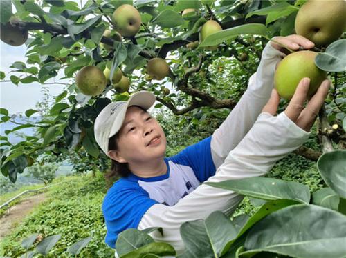 邻水县：冰雪梨喜迎丰收季 游客共赏采摘乐