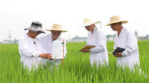 青神县：绿色防控助9.55万亩水稻丰产丰收