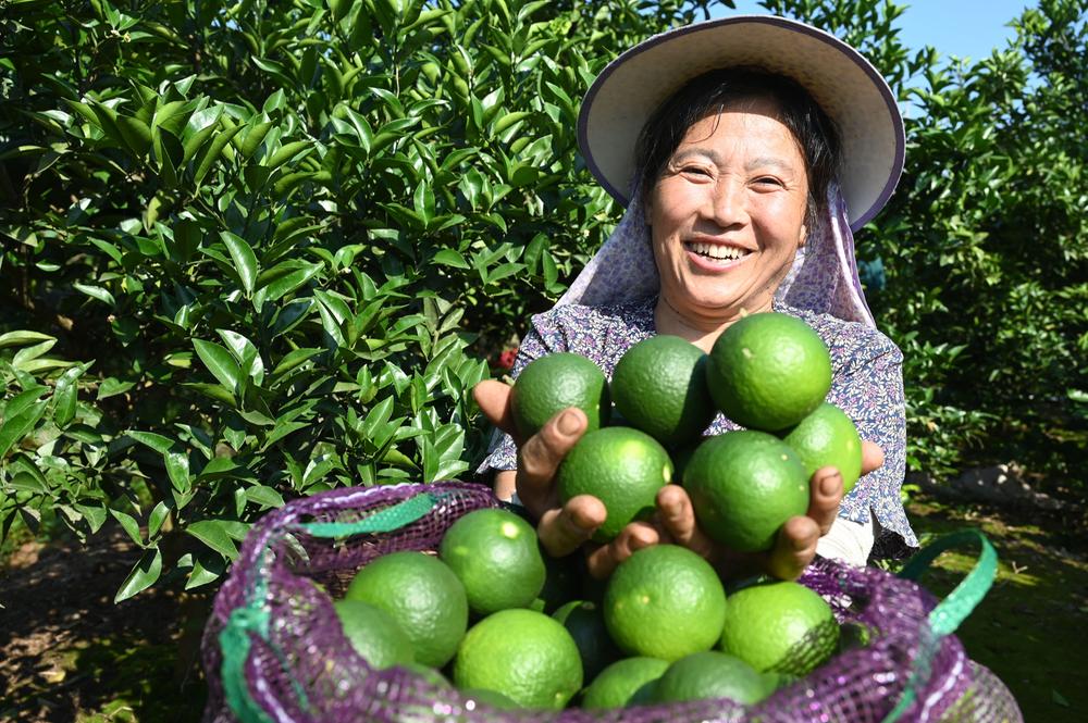 内江：枳壳采收忙