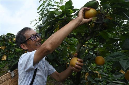 内江：早熟梨喜丰收