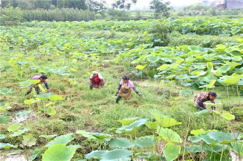 石垭镇大城村党总支：党建引领兴产业 乡村振兴走在前