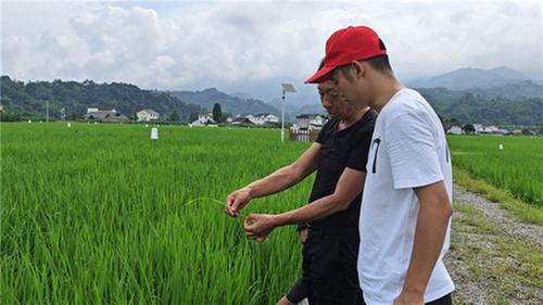 洪雅县：源头筑“绿” 绿色防控让稻米更健康