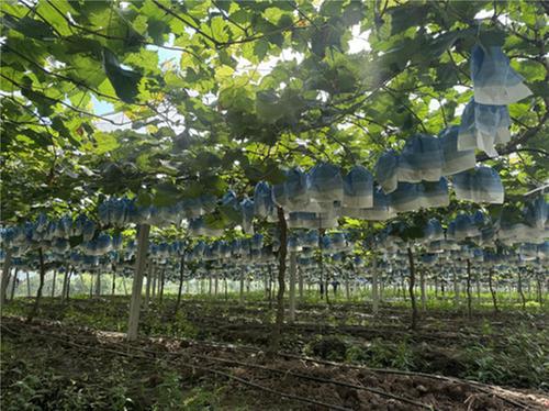 邻水县：小葡萄串起乡村振兴“甜蜜路”