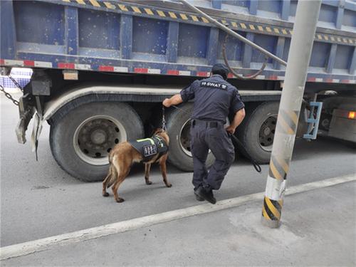 “汪”力全开  警犬出动