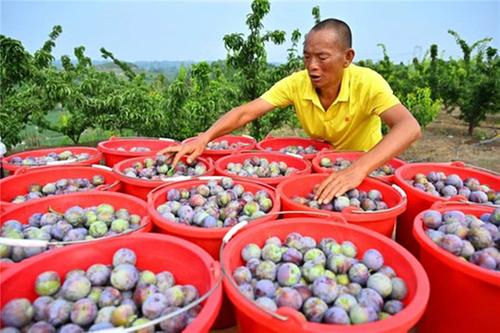 仁寿县：集体经济“滚雪球” 群众日子“有甜头”