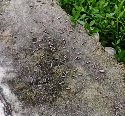 什邡市雍城社区卫生服务中心：加强“汛”后血防防治 筑牢汛期健康防线