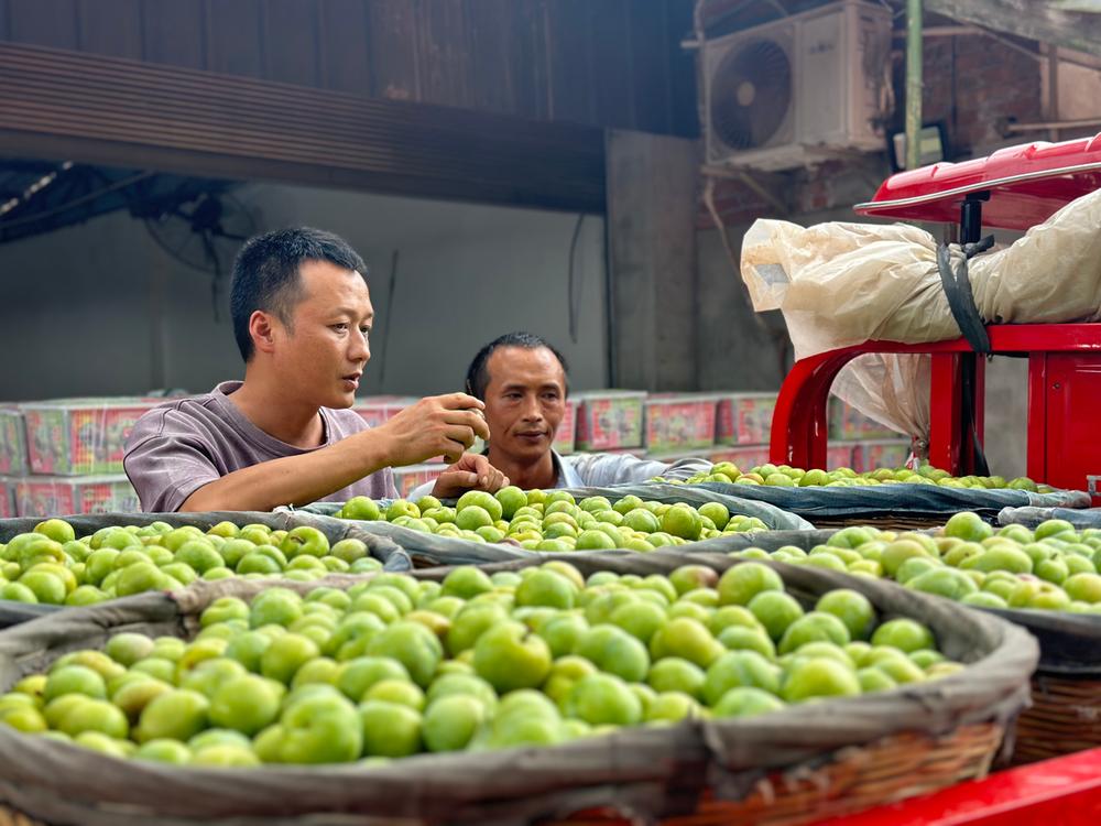 丰收好“钱景” 丹棱县3.5万亩李子上市