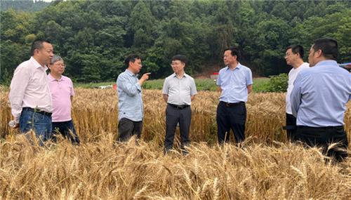 乡村“点单” 专家“接单” 简阳市通过“组团式”巡回服务激活乡村振兴“一池春水”