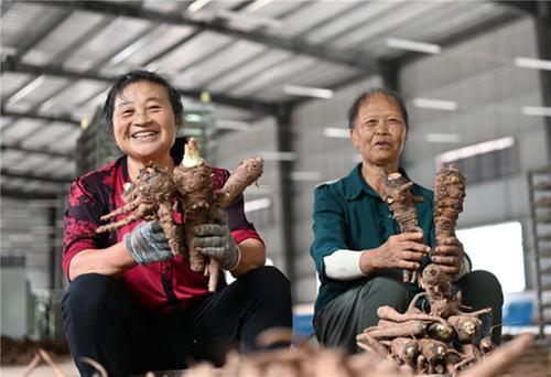 东兴区：中药材加工提升产业动能