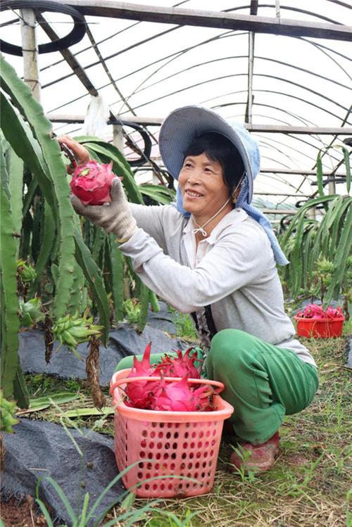 内江市市中区：火龙果喜获丰收 铺就“红火”致富路