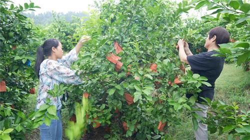 电子科技大学开展“绿色通道·味蕾振兴”公益活动