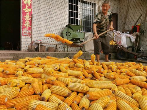 东兴区：夏收时节抢收忙