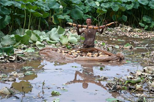 立秋将至采藕忙