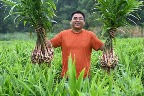 东兴区：“地标”生姜促增收