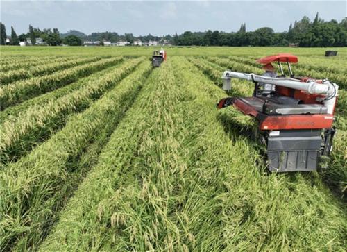 东坡区：2.97万亩水稻制种丰收