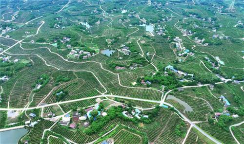 仁寿县：以工代赈促发展 铺筑群众幸福路