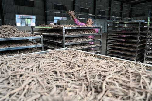 内江市：中药材加工忙