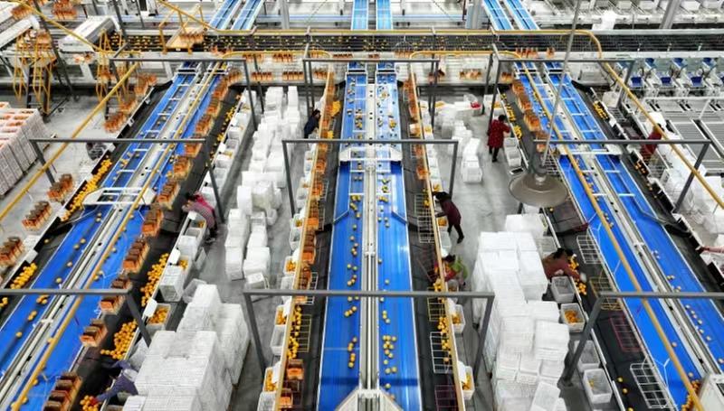 仁寿县：智慧分选 助力水果产业“提质焕新”