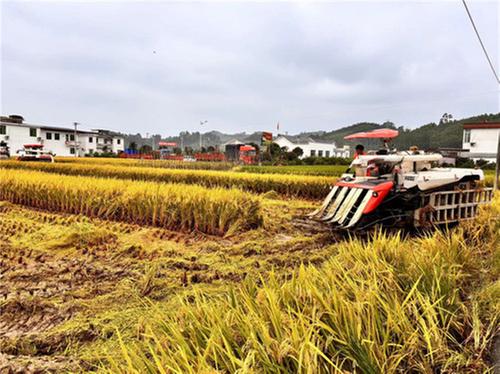 青神县：天气晴好忙夏收 遍地金黄粮满仓