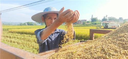 邻水县：43万亩水稻开镰 机械化收割“唱主角”