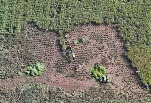 东兴区：挥汗战高温 志愿收稻忙