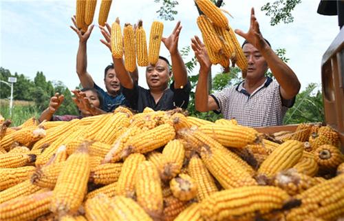东兴区：满地金黄季 颗粒归仓忙
