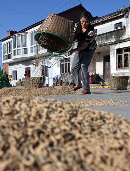 东兴区：初秋收获忙