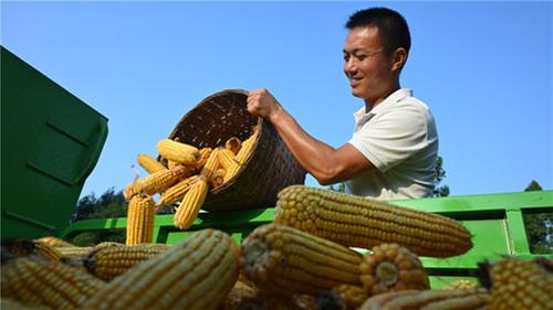 东兴区：荒山荒坡产出致富粮