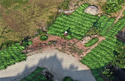 东兴区：金秋晒葵忙