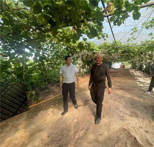 新场镇党委书记利用短视频为葡萄打开销路