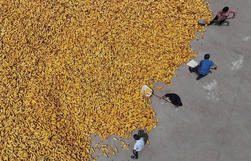 遍地金黄 颗粒归仓