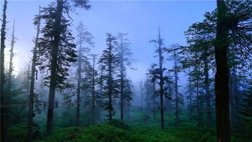 在洪雅县守山护绿 聆听万物的生命之歌