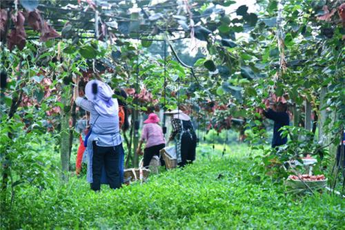 洪雅县：猕猴桃特色产业助农增收