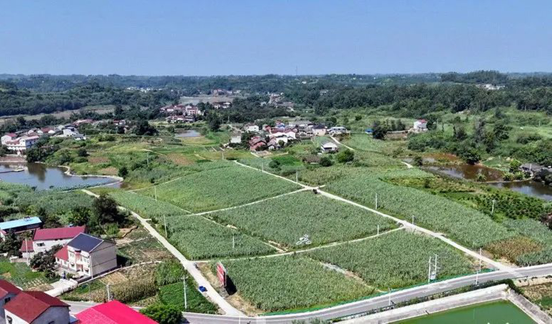 甜蜜的新生：一支甘蔗涌动的甜蜜