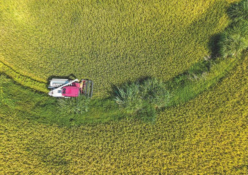 全程托管服务 “撂荒地”变“丰收田”