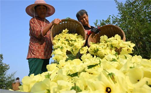 内江东兴区：订单黄蜀葵 最美“致富花”