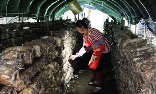 洪雅县：向丛林要效益 食用菌撑起山村“致富伞”