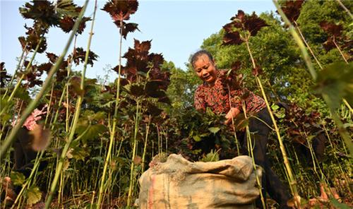 东兴区：“小时工”收获忙