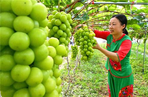 仁寿县：小小葡萄 串起“甜蜜”近郊游